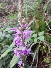 Dactylorhiza maculata