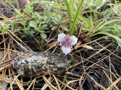 Calochortus tolmiei