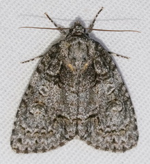Acronicta tristis