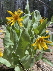 Wyethia mollis
