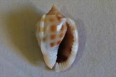 Phalium areola
