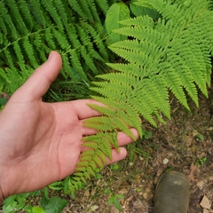 Cystopteris bulbifera