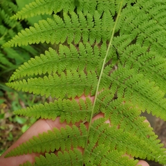 Cystopteris bulbifera