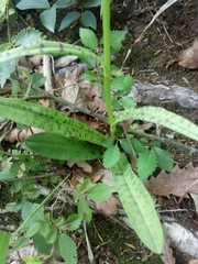 Dactylorhiza maculata