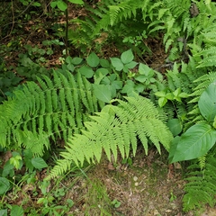 Cystopteris bulbifera