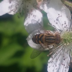 Parhelophilus integer