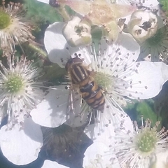 Parhelophilus integer