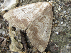 Scedopla diffusa