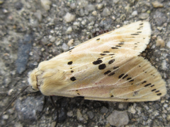 Spilarctia seriatopunctata