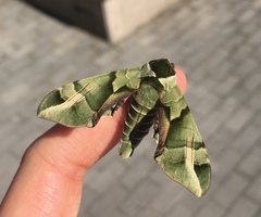 Callambulyx tatarinovii