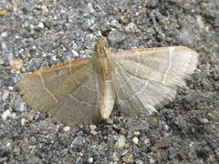 Hypsopygia glaucinalis