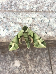 Callambulyx tatarinovii