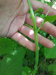 Impatiens pallida
