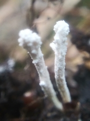 Cordyceps tenuipes