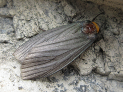 Macrobrochis staudingeri