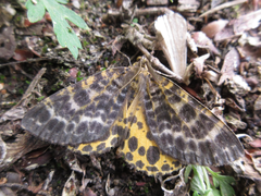Arichanna melanaria