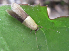 Opogona nipponica