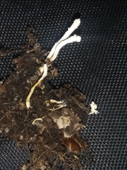 Cordyceps tenuipes