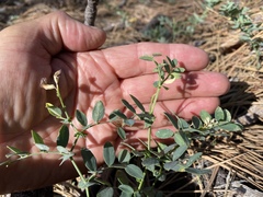 Hosackia crassifolia