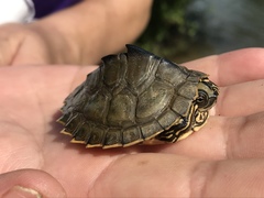 Graptemys pulchra