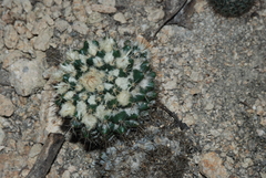 Mammillaria beiselii