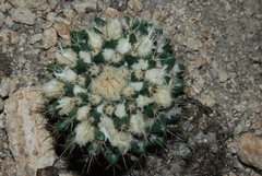 Mammillaria beiselii