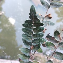 Astrolepis crassifolia
