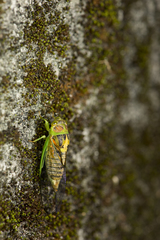 Vagitanus terminalis