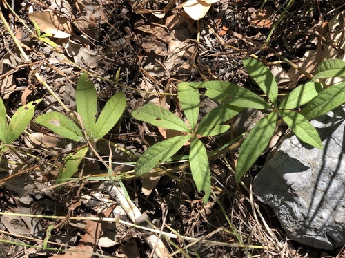 Distimake quinquefolius, photograph 2