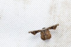 Monobolodes prunaria