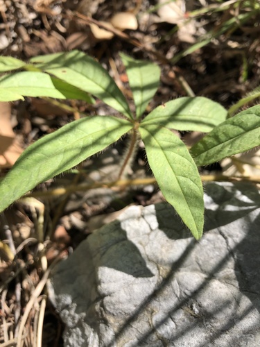 Distimake quinquefolius, photograph 6
