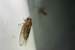 Vagitanus terminalis