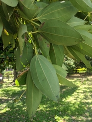 Cinnamomum kotoense
