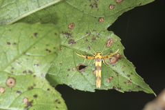 Stathmopoda fusciumeraris