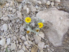 Thymophylla micropoides