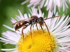Nomada cuneata