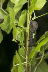 Aplotelia diplographa