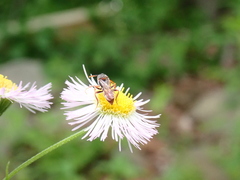 Nomada cuneata