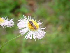 Nomada cuneata