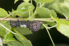 Aplotelia diplographa