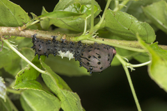 Aplotelia diplographa