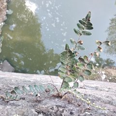 Astrolepis crassifolia