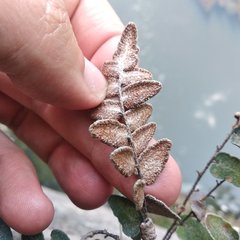 Astrolepis crassifolia