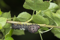 Aplotelia diplographa