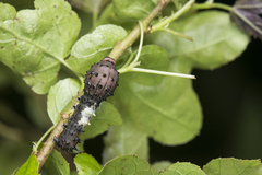 Aplotelia diplographa