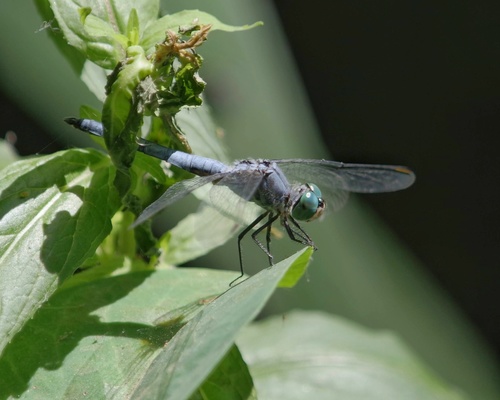 Photo of Blue Dasher (Pachydiplax longipennis)