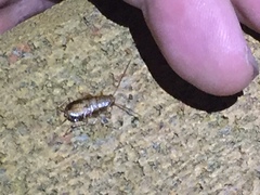 Parellipsidion latipenne