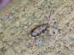 Parellipsidion latipenne