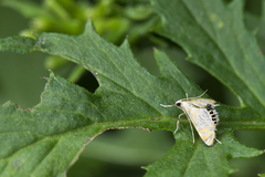 Nymphicula yoshiyasui