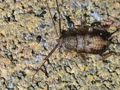 Parellipsidion latipenne